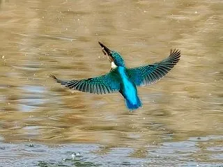 青い鳥との出会い