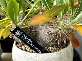 パキポ枯れ葉取り。