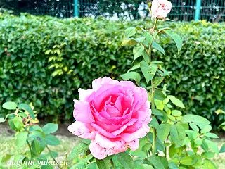 「二季」の養生～陰と陽