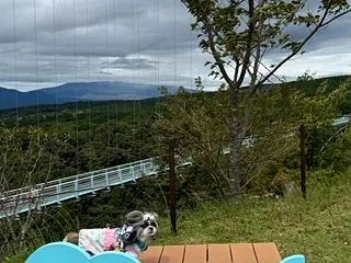 愛犬との旅が楽しい秋