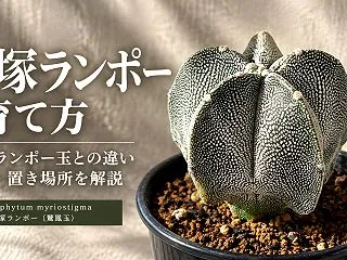 恩塚ランポーの育て方｜通常のランポー玉と…