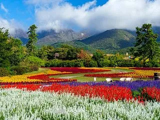 秋の花公園１
