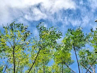 栴檀（センダン）の木