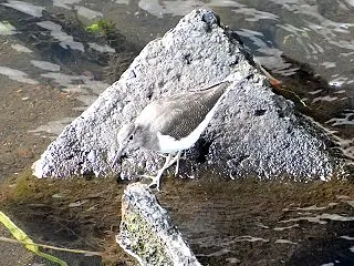 フーテンのイソシギ君