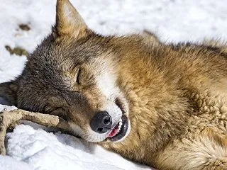 犬も夢を見て寝言を言うの？レム睡眠と科学…