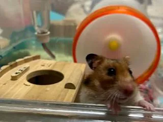 ヤンチャハムスターズ
