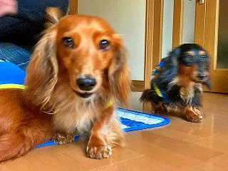 夜明けの月