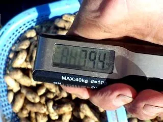 オオマサリの掘り上げ2