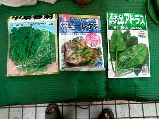 菜物3種の種を水に浸けました