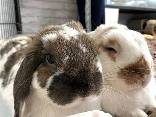 まーくんの新しいおともだち＆秋のお山のピ…