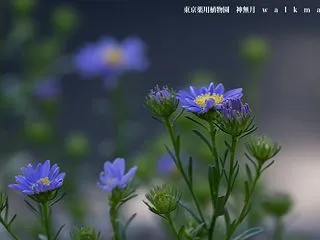 小さな秋の花たち。