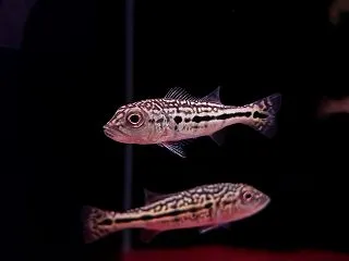 10月27日 熱帯魚入荷案内