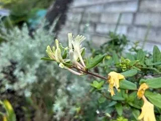 忍冬 と 残りの端切れで