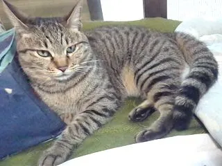 【猫の尻尾の種類】我が家の「猫親子」の尻…