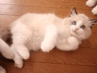 お久しぶりです