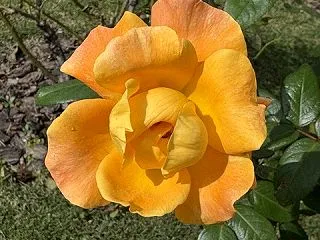 携帯故障？🌹ソレイユデュモンド、ローズド…