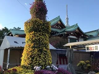 【菊（キク）とは？】英語3文で学ぶChr…