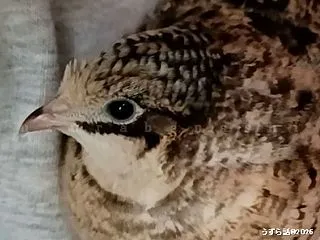 まるまる末っ子#ヒメウズラ