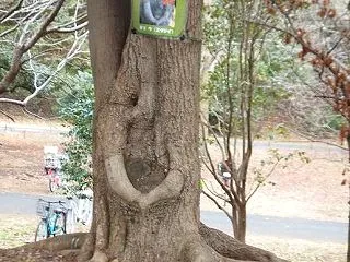 過去の昭和記念公園の写真