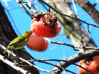 メジロやオシドリが大あそび（山田池公園）
