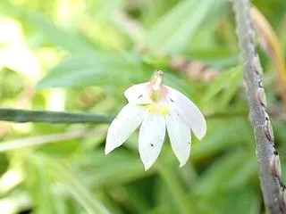 びっしり生えます