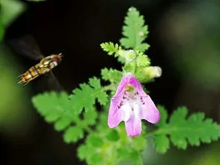 近頃の花
