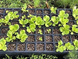 レタス２回目の植付け