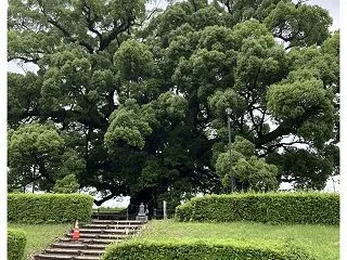 こんなに大きな木が熊本に！寂心さんの樟に…