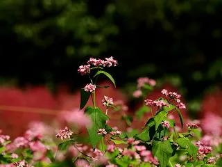 赤そばの花