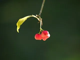 マユミの実