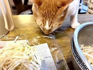１０月２７日 もやしを食べる猫？！