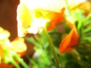 許されない相手に恋された話＆噂を回避出来…