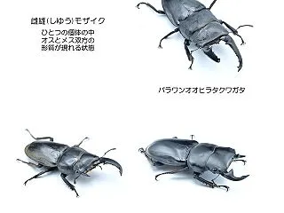 2026-11-01■昆虫生体展示 雄雌…