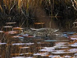 秋色に染まる池塘で～オカヨシガモ