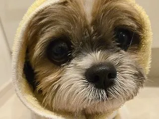 マラセブシャンプー、待ち時間に散歩してみ…