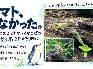 ミナミヌマエビとヤマトヌマエビの違いと見…