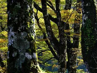 「黄葉始まるブナ林2」 （徳島県那賀郡木…