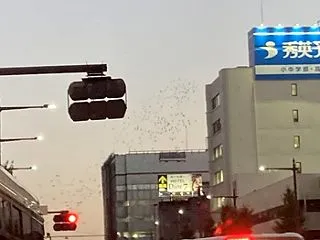 街なかの鳥たち♪