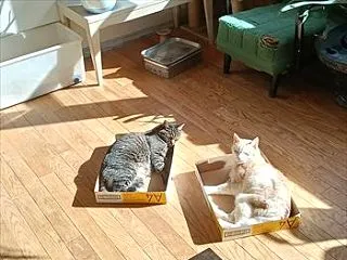 モリモリ食べてビシバシ 26