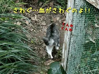 確実に油断を突くために