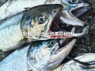 【平日の鮭釣りはやっぱり釣れるね】