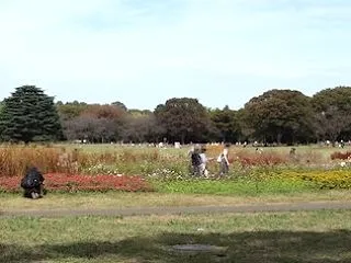 「国営昭和記念公園」は秋の花がいっぱい！…