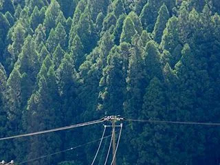 【分】3001/片倉工業/東証ST/繊維…