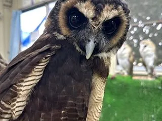 楽しみなこと🦉💭✨