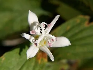 『木曽川水園の花達』