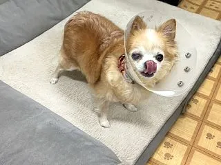 抜糸が出来たけど大丈夫な目も気になる(;…