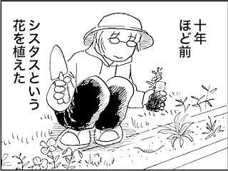 ゴジアオイ