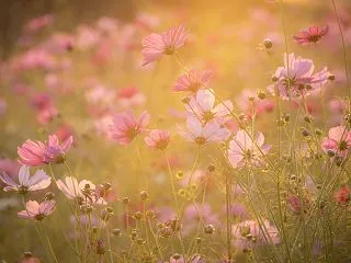 第1222回 夕映え秋桜