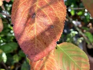 紅葉、黄葉…