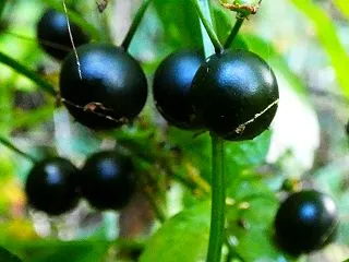 アマチャヅル（甘茶蔓）の果実